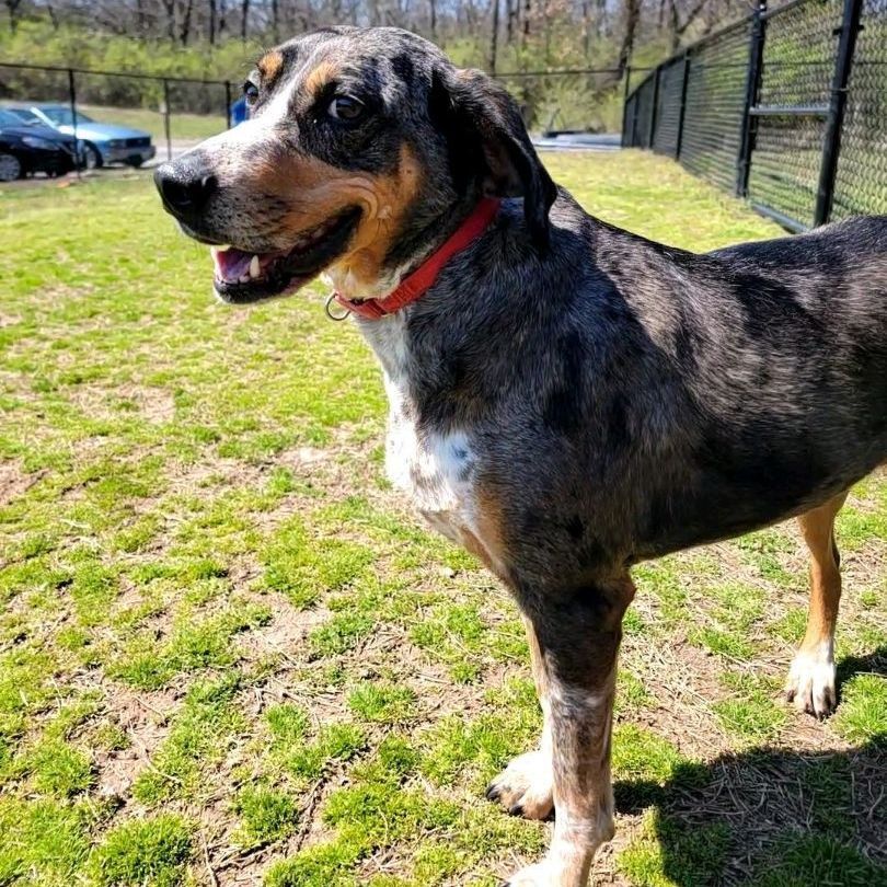 Bunny, an adoptable Hound, Bluetick Coonhound in Springfield, MO, 65803 | Photo Image 5