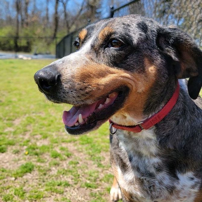 Bunny, an adoptable Hound, Bluetick Coonhound in Springfield, MO, 65803 | Photo Image 6
