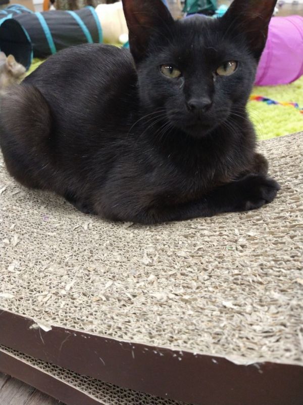 nashville cat rescue auction