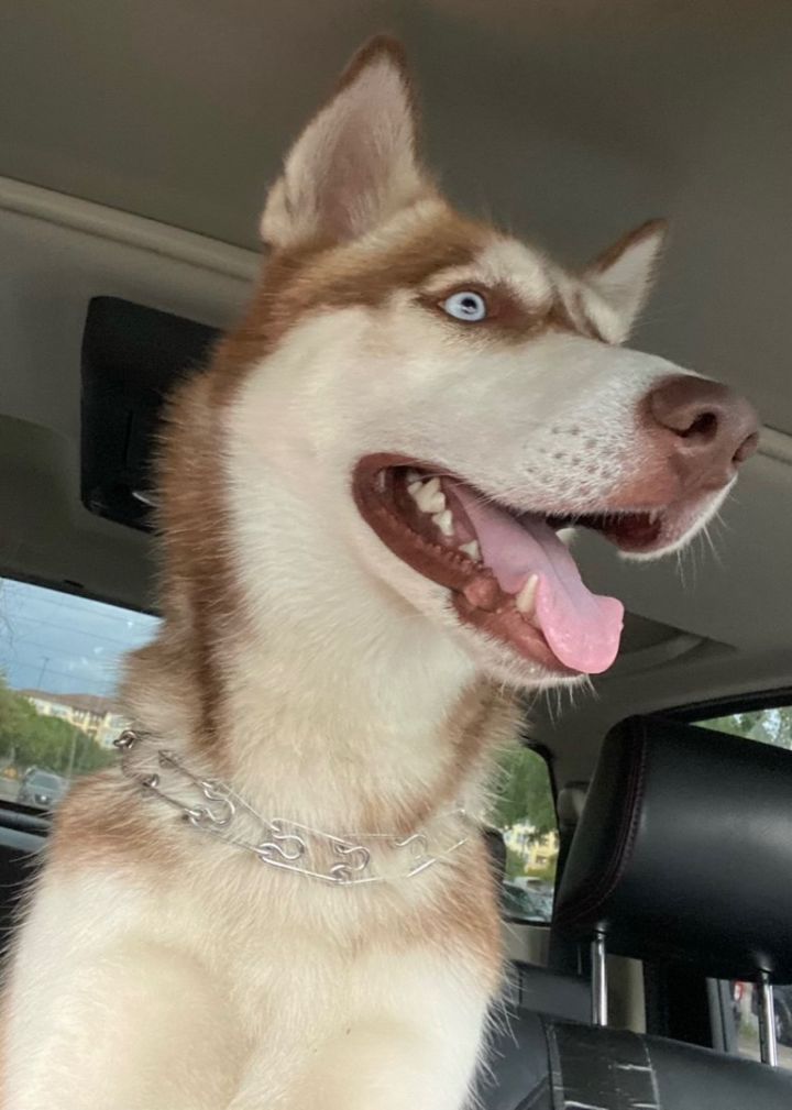 Wiley, an adopted Husky in Dallas, TX_image-1