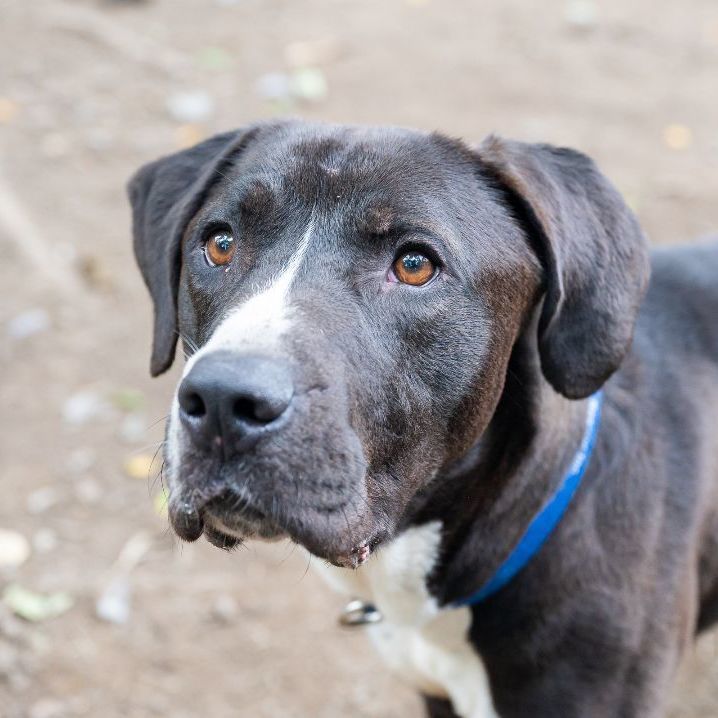 Dixon, an adoptable Great Dane, Hound in Rochester, NY, 14609 | Photo Image 2