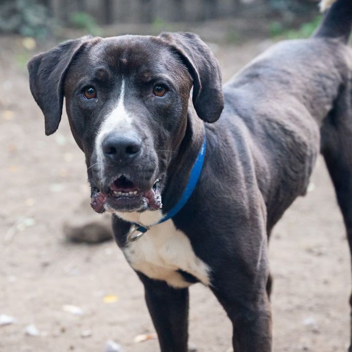 Dixon, an adoptable Great Dane, Hound in Rochester, NY, 14609 | Photo Image 4
