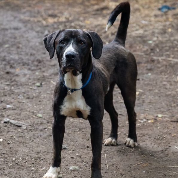 Dixon, an adoptable Great Dane, Hound in Rochester, NY, 14609 | Photo Image 6