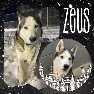 Zeus