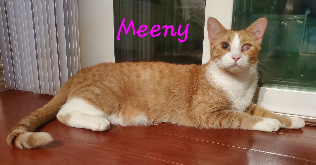 Meeny Moo