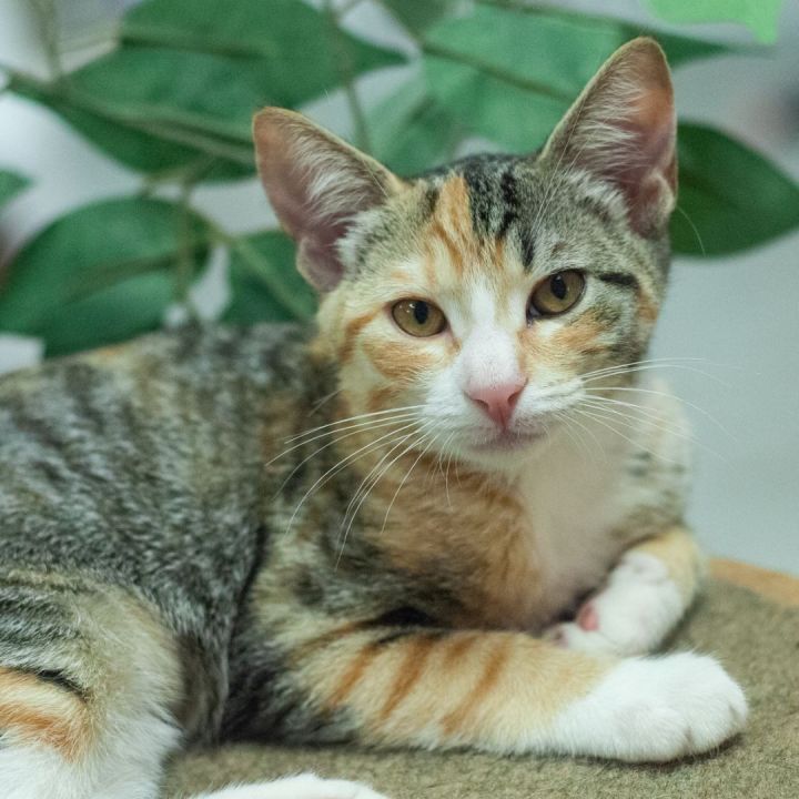 Chantal, an adopted Torbie & Domestic Short Hair Mix in Ponte Vedra, FL_image-1