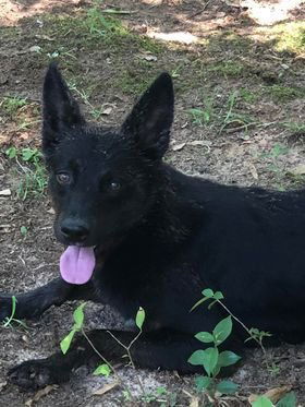 Black best sale queensland heeler