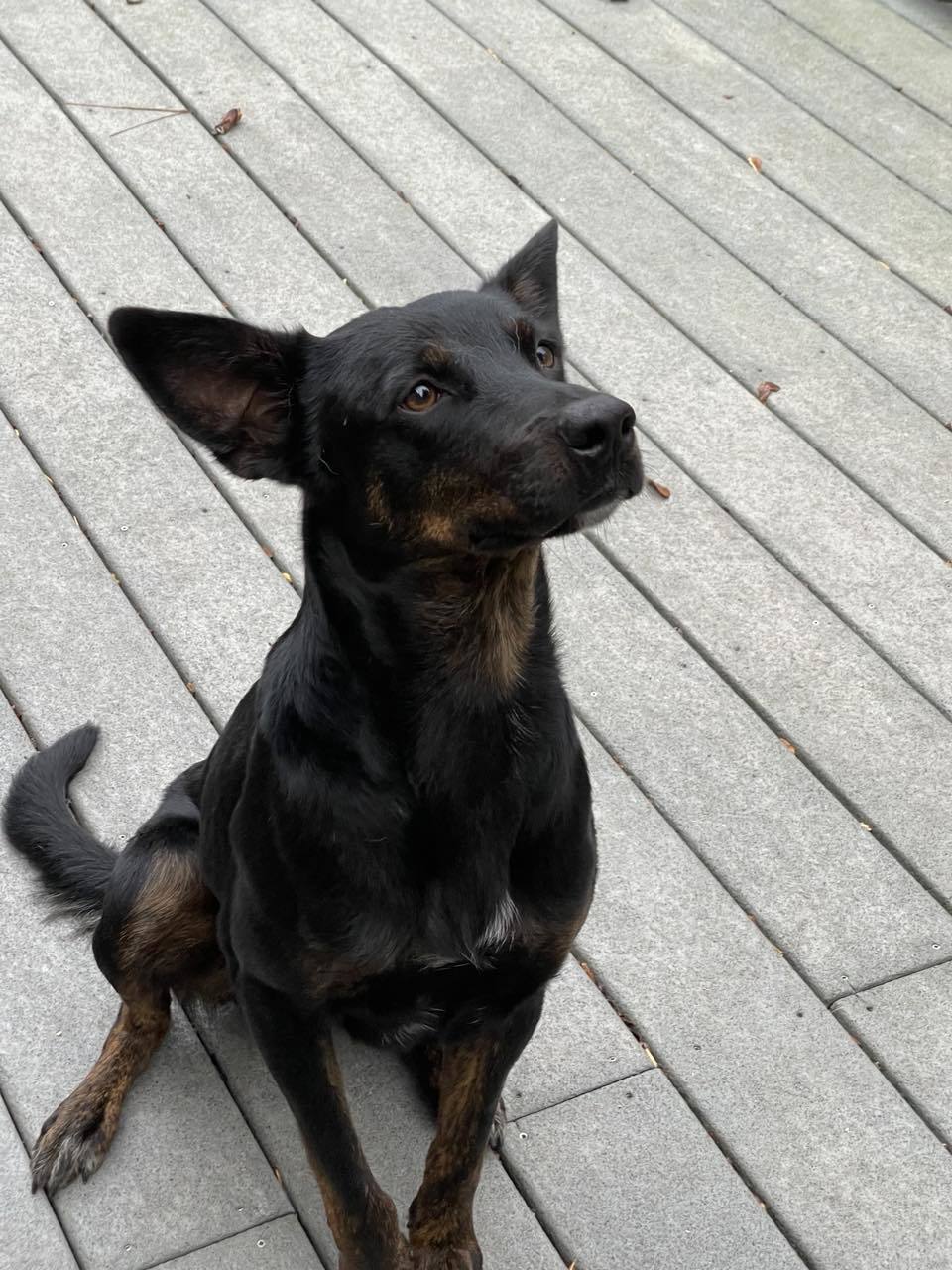 Ducky, an adoptable Australian Cattle Dog / Blue Heeler in Montgomery, AL, 36106 | Photo Image 2