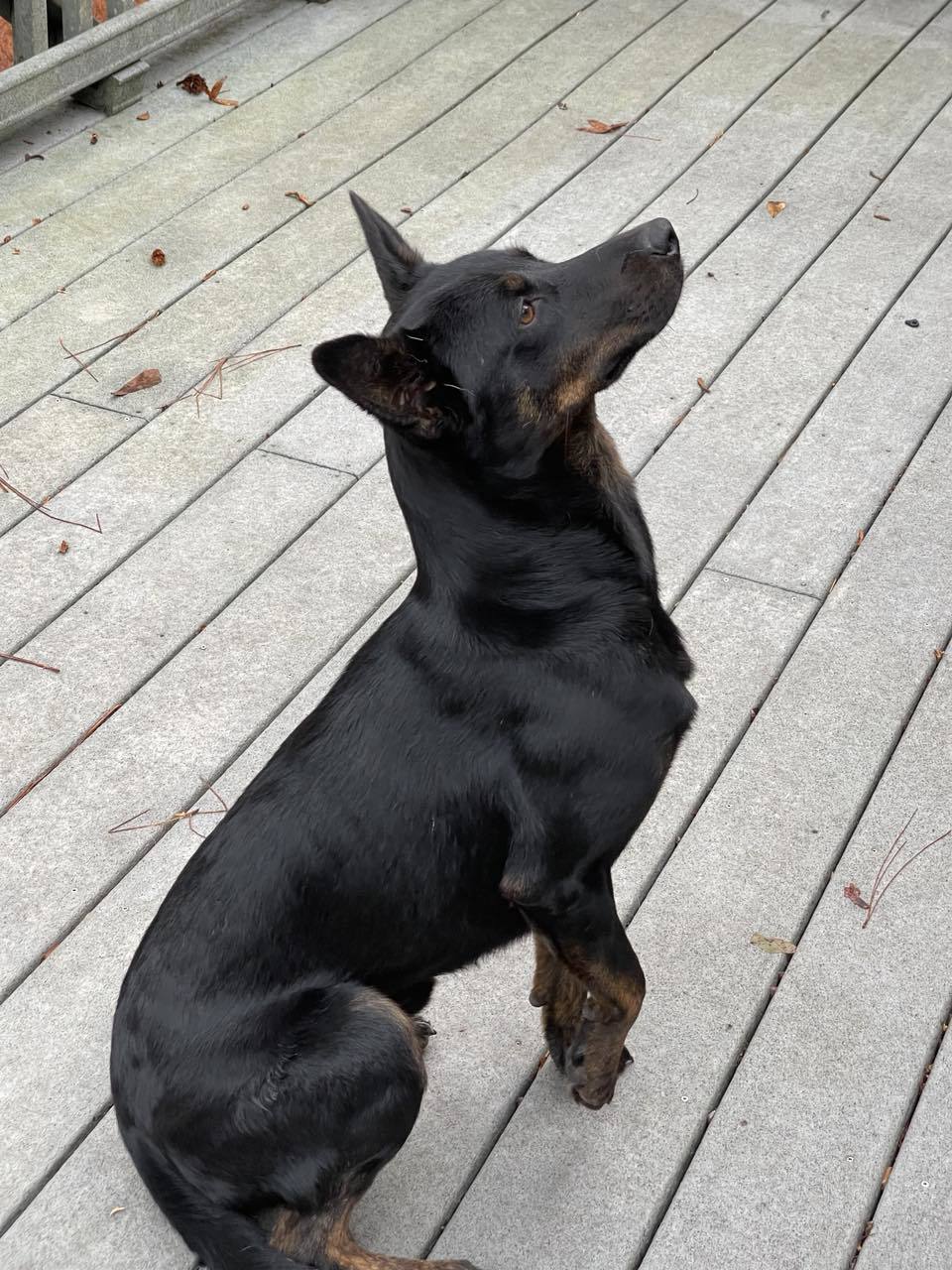 Ducky, an adoptable Australian Cattle Dog / Blue Heeler in Montgomery, AL, 36106 | Photo Image 3