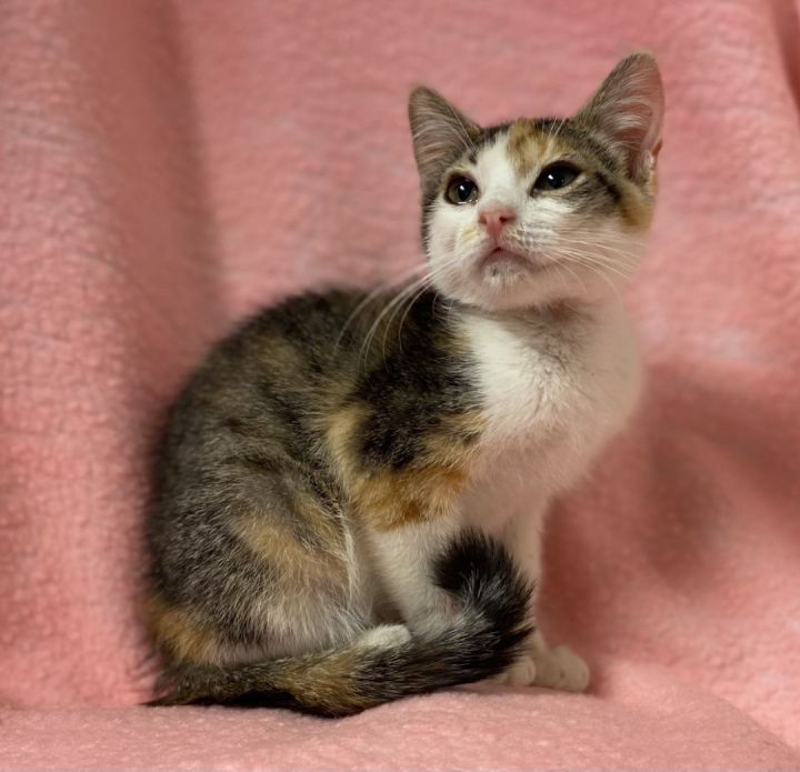 Edna , an adopted Domestic Short Hair in Los Alamitos, CA_image-2