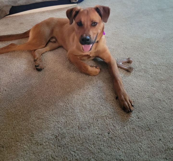Cappy, an adopted Black Mouth Cur Mix in Manhattan, KS_image-2