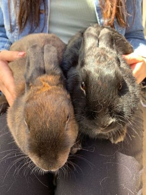 Meet Anise and Chai These two sweet girls were rescued from Death Row at West V