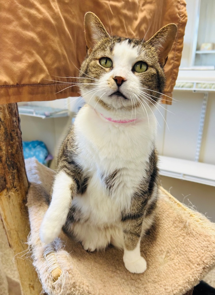 Luna, an adoptable Domestic Short Hair in Fremont, OH, 43420 | Photo Image 1
