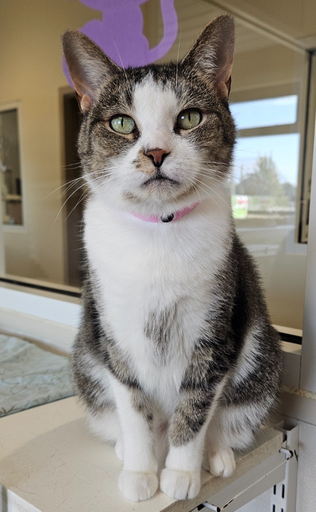 Luna, an adoptable Domestic Short Hair in Fremont, OH, 43420 | Photo Image 1