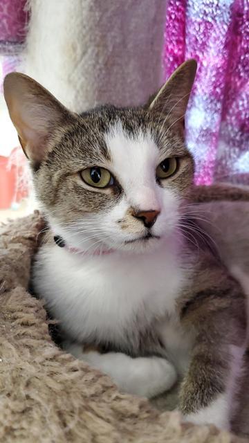 Luna, an adoptable Domestic Short Hair in Fremont, OH, 43420 | Photo Image 2