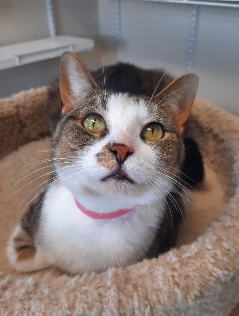 Luna, an adoptable Domestic Short Hair in Fremont, OH, 43420 | Photo Image 3