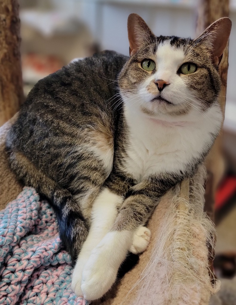 Luna, an adoptable Domestic Short Hair in Fremont, OH, 43420 | Photo Image 4