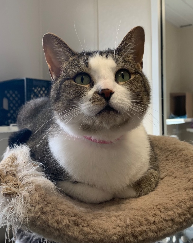 Luna, an adoptable Domestic Short Hair in Fremont, OH, 43420 | Photo Image 5