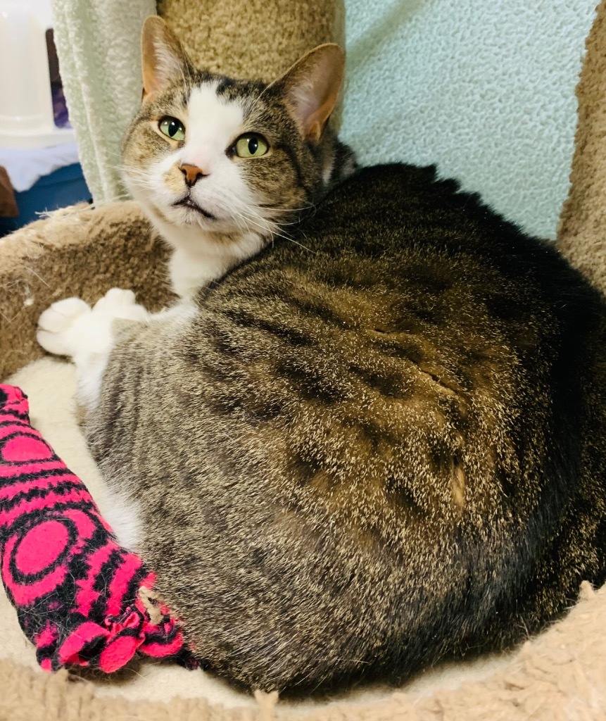 Luna, an adoptable Domestic Short Hair in Fremont, OH, 43420 | Photo Image 6