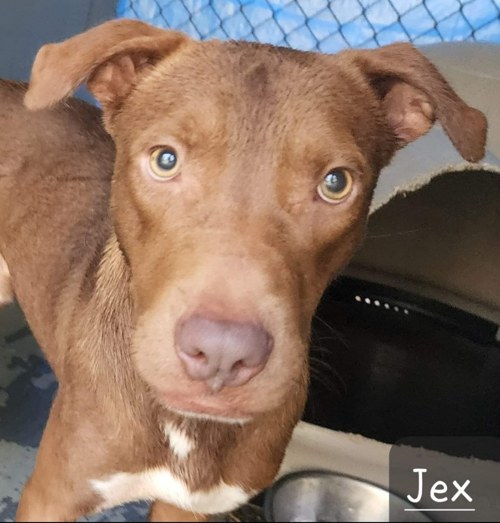 Jex, an adoptable Terrier, Labrador Retriever in El Dorado, AR, 71730 | Photo Image 1