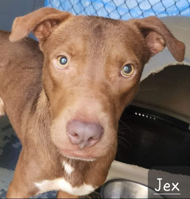 Jex