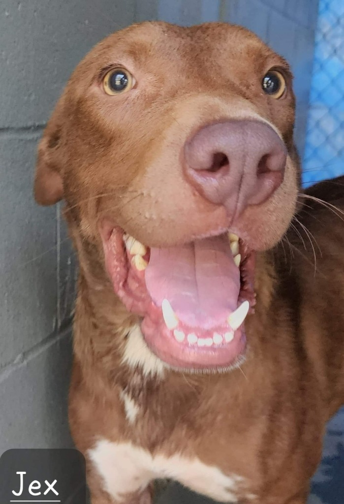 Jex, an adoptable Terrier, Labrador Retriever in El Dorado, AR, 71730 | Photo Image 2