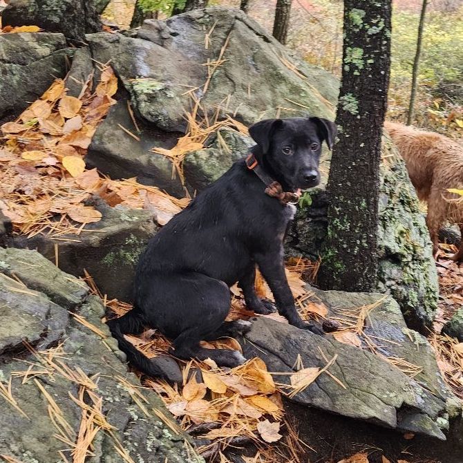 Brooks - in New England Foster!