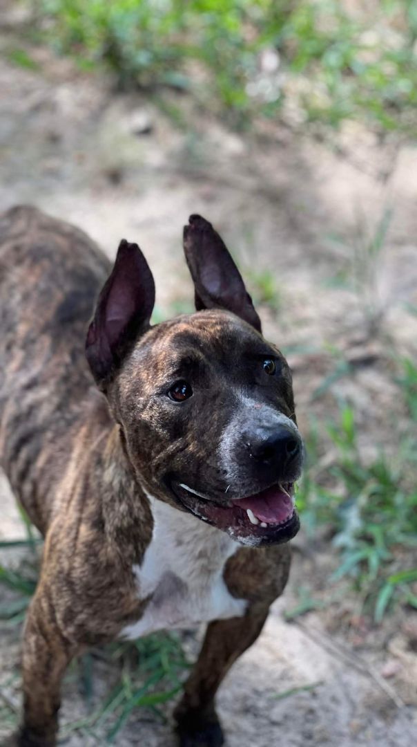 Bauxite store animal shelter