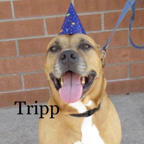 Tripp 220055