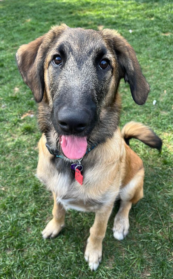Jagger, an adoptable Smooth Collie, Poodle in ST JACOBS, ON, N0B 2N0 | Photo Image 4