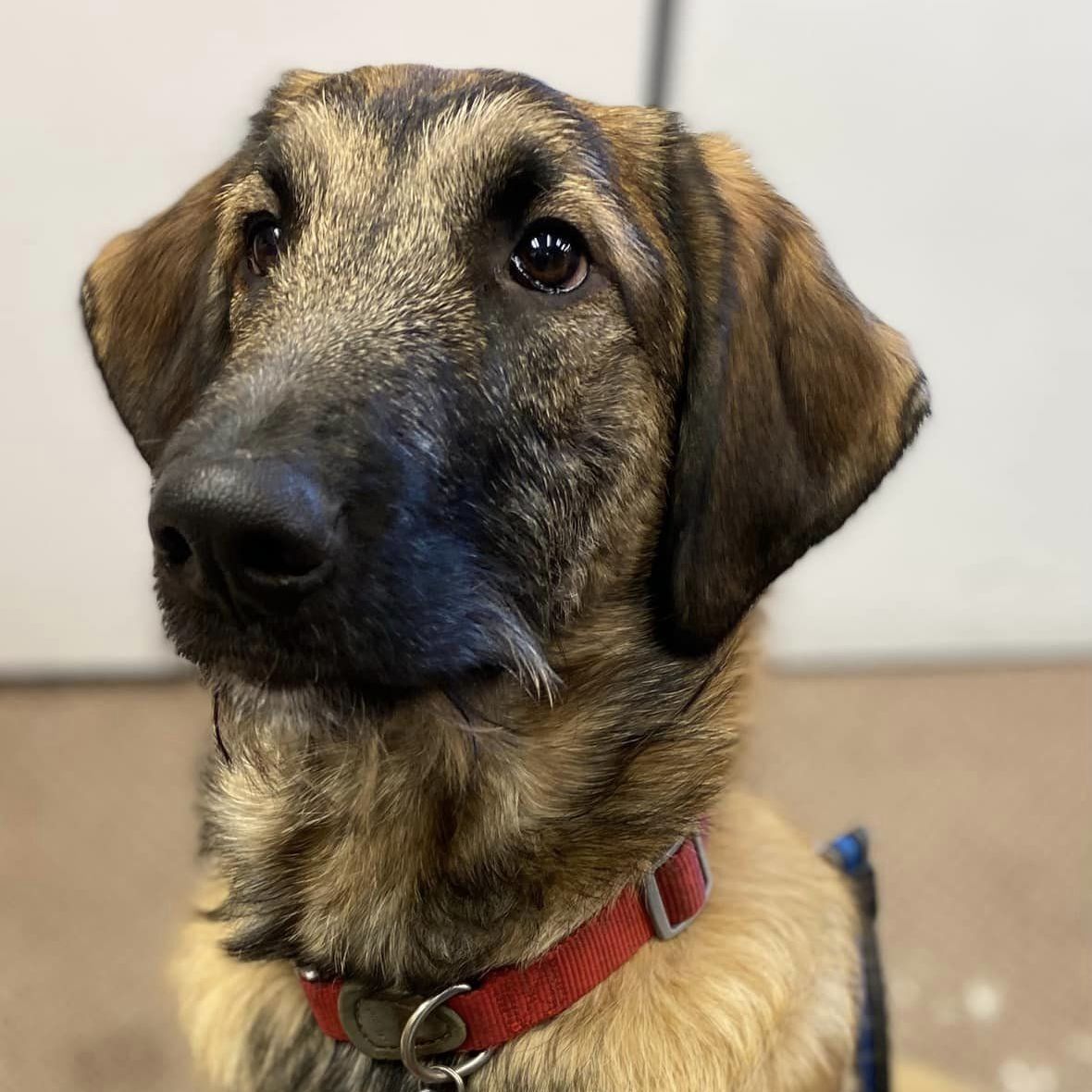 Jagger, an adoptable Smooth Collie, Poodle in ST JACOBS, ON, N0B 2N0 | Photo Image 1
