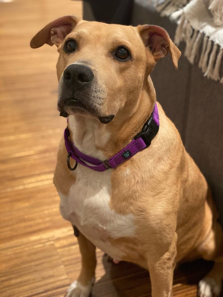 Yoshi, an adoptable Labrador Retriever & American Staffordshire Terrier Mix in Dallas, TX_image-1