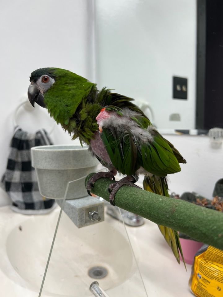 Bella, an adoptable Macaw in La Porte , IN_image-1