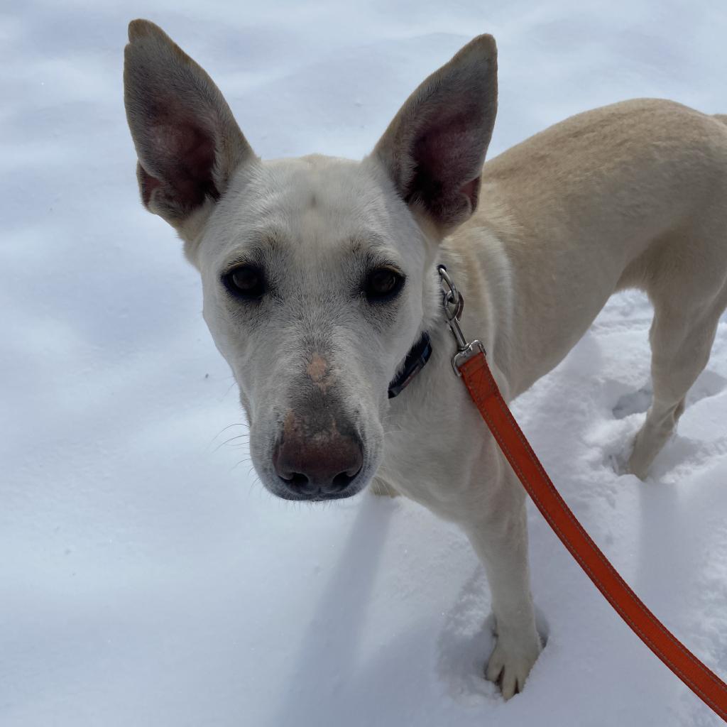 Adeline, an adoptable Shepherd in Kanab, UT, 84741 | Photo Image 1