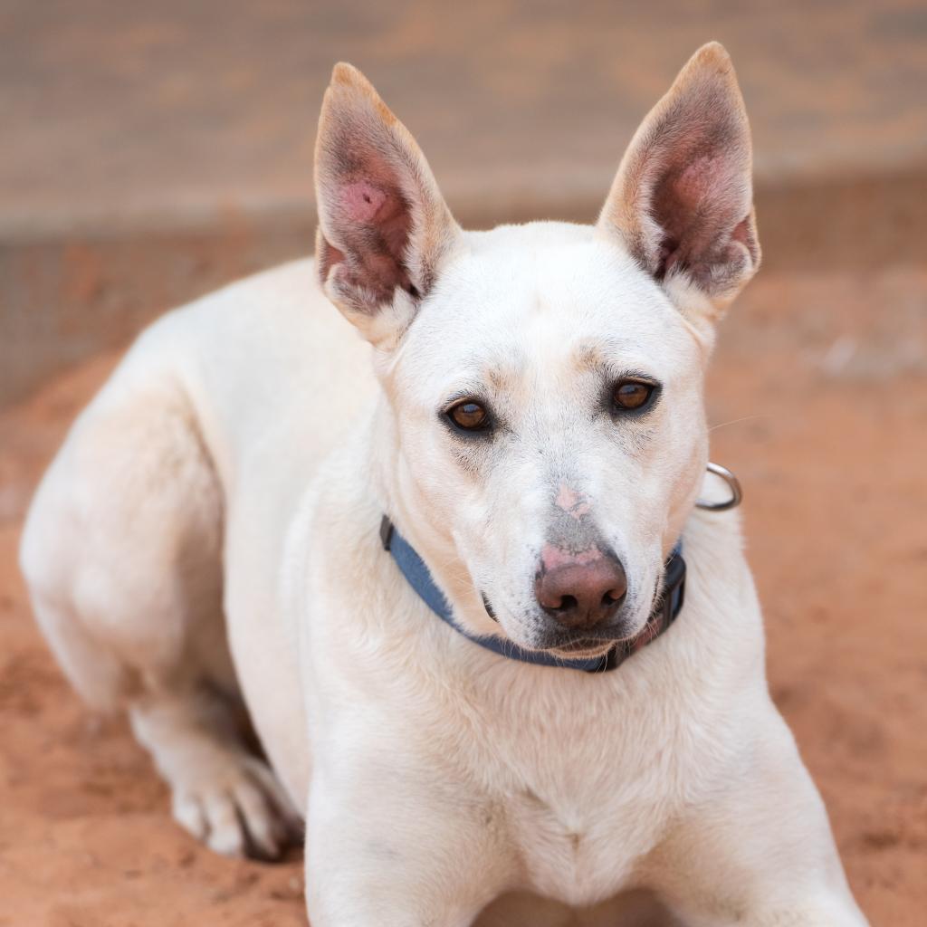 Adeline, an adoptable Shepherd in Kanab, UT, 84741 | Photo Image 2