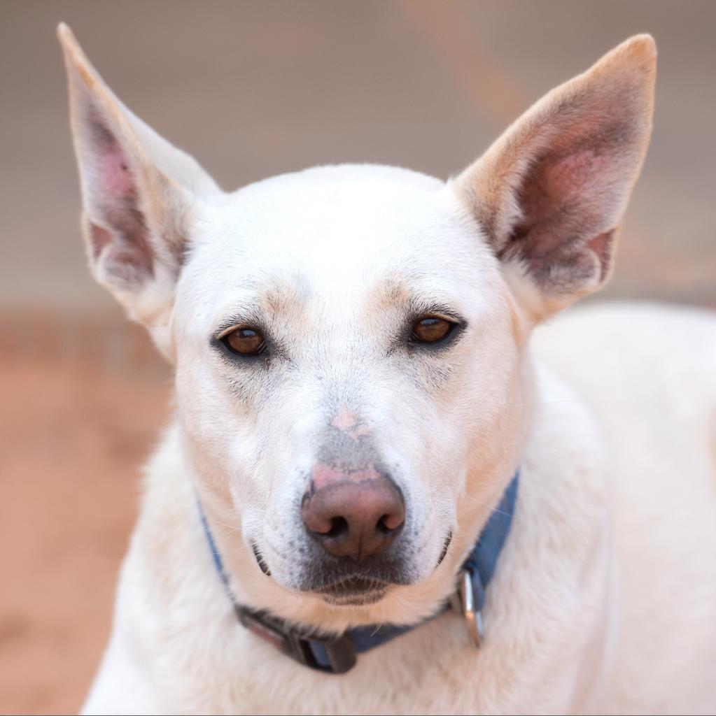 Adeline, an adoptable Shepherd in Kanab, UT, 84741 | Photo Image 3