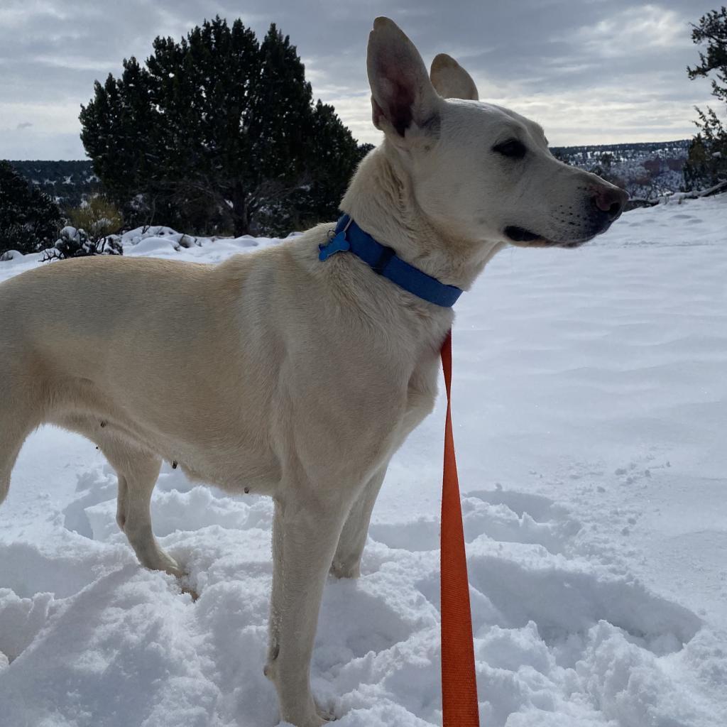 Adeline, an adoptable Shepherd in Kanab, UT, 84741 | Photo Image 4