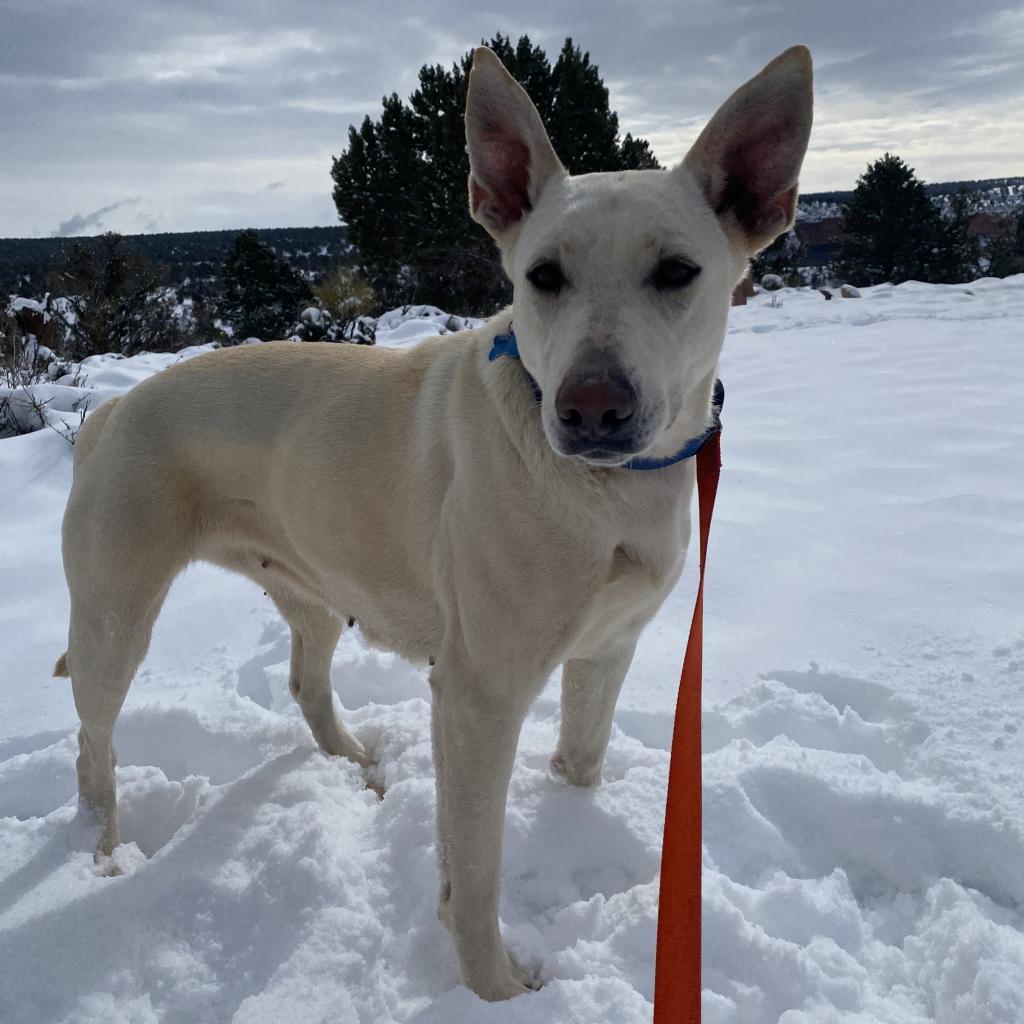 Adeline, an adoptable Shepherd in Kanab, UT, 84741 | Photo Image 5