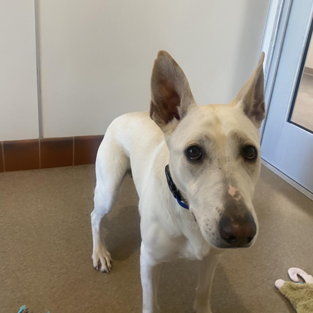 Adeline, an adoptable Shepherd in Kanab, UT, 84741 | Photo Image 6