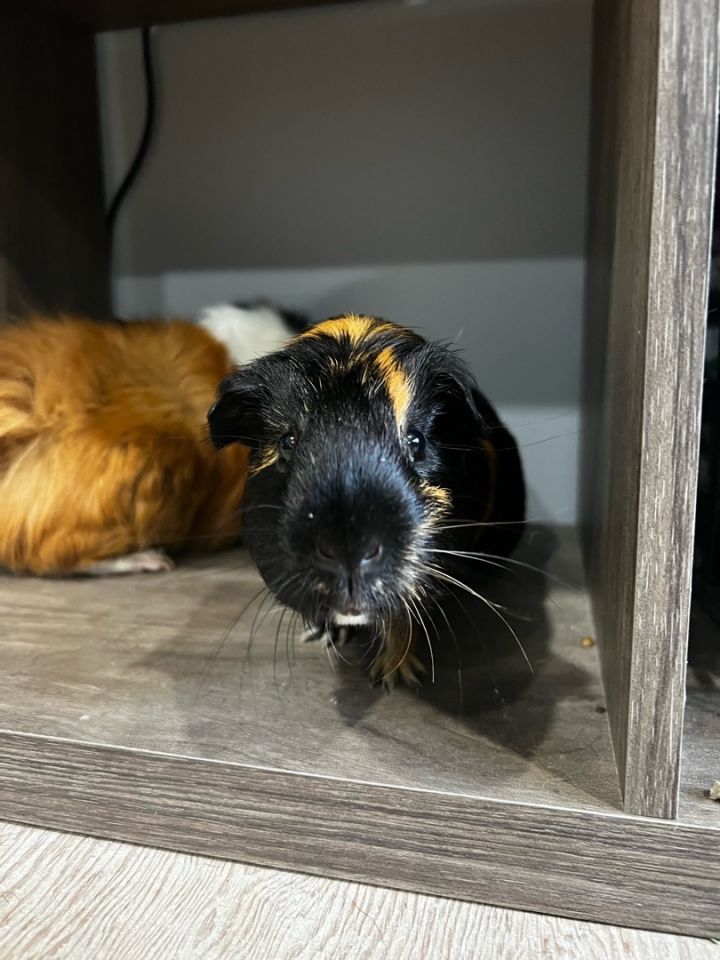 Alvin, an adopted Guinea Pig in Saint Paul, MN_image-2