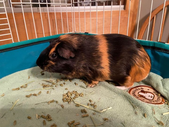 Alvin, an adopted Guinea Pig in Saint Paul, MN_image-5