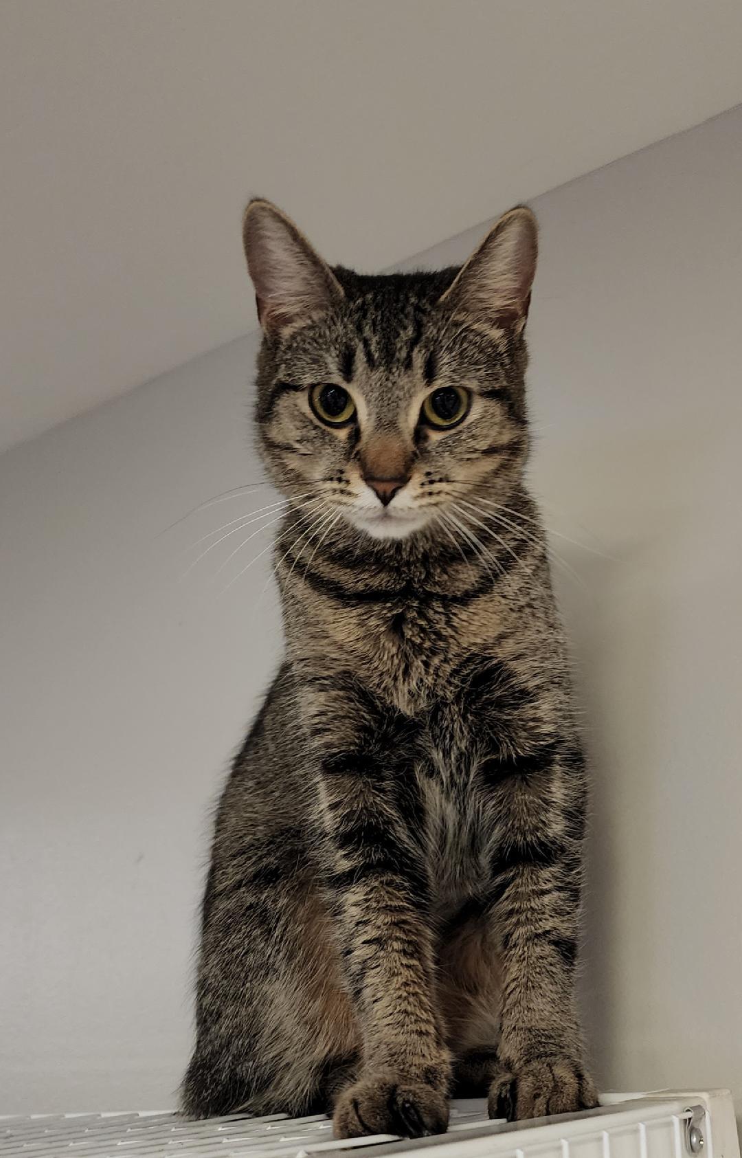 Lavender, an adoptable Domestic Short Hair in Rochester, NY, 14626 | Photo Image 1