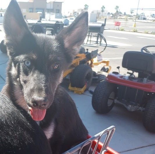 Hailey, an adoptable Siberian Husky Mix in San Juan Bautista, CA_image-2