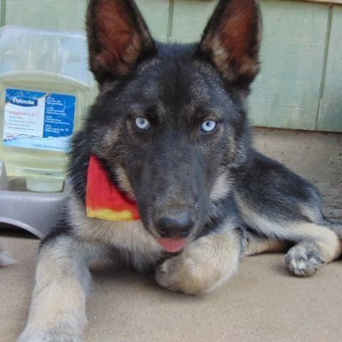 Zany , an adoptable Siberian Husky Mix in San Juan Bautista, CA_image-1