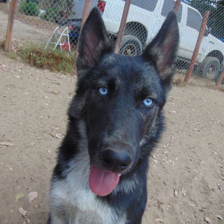 Zany , an adoptable Siberian Husky Mix in San Juan Bautista, CA_image-5