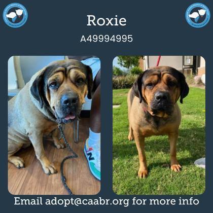 Roxie (In a foster home)