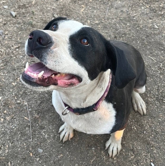 Pit bull and hot sale border collie mix