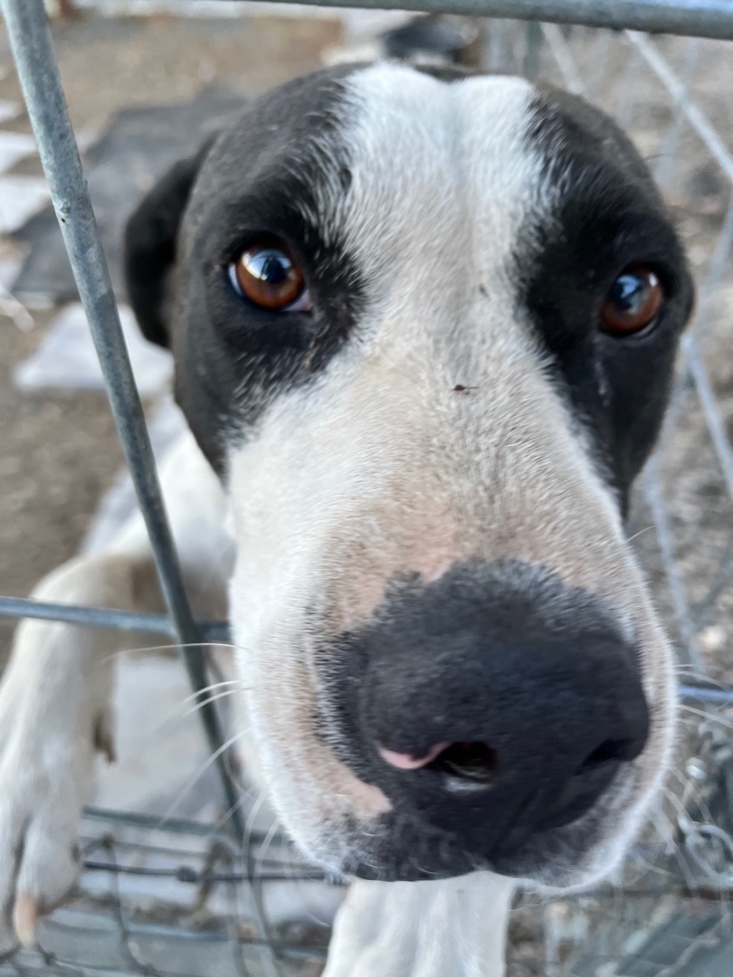 Mini, an adoptable Border Collie, Pit Bull Terrier in Red Bluff, CA, 96080 | Photo Image 3
