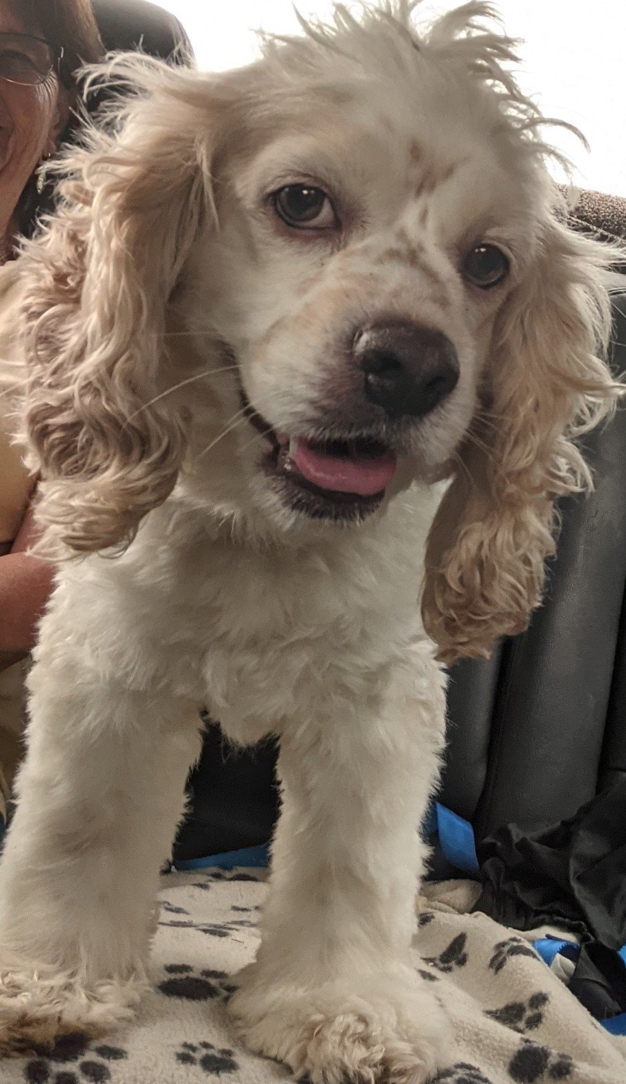 Lucky, an adoptable Cocker Spaniel in Etters, PA, 17319 | Photo Image 2