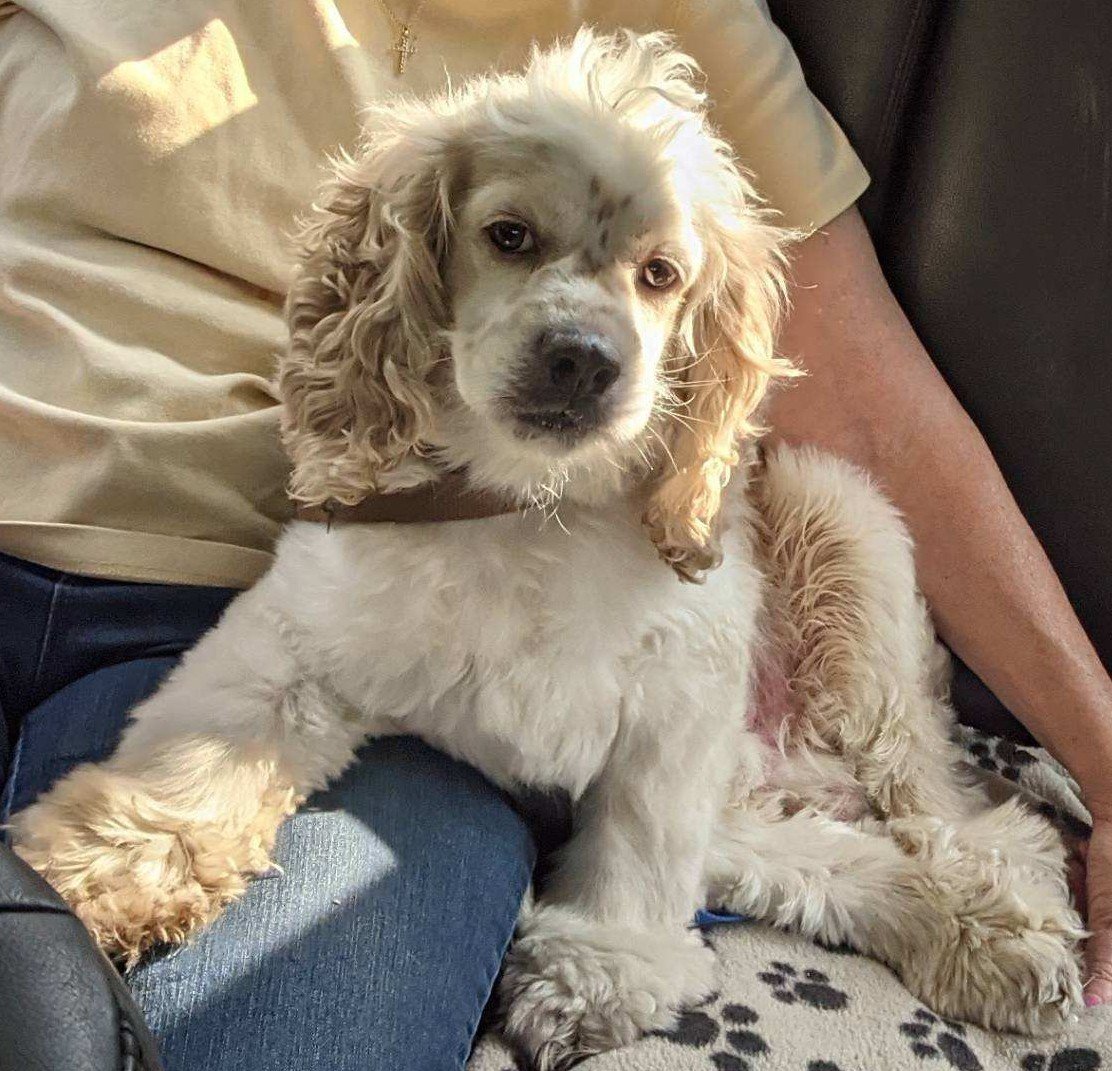 Lucky, an adoptable Cocker Spaniel in Etters, PA, 17319 | Photo Image 3
